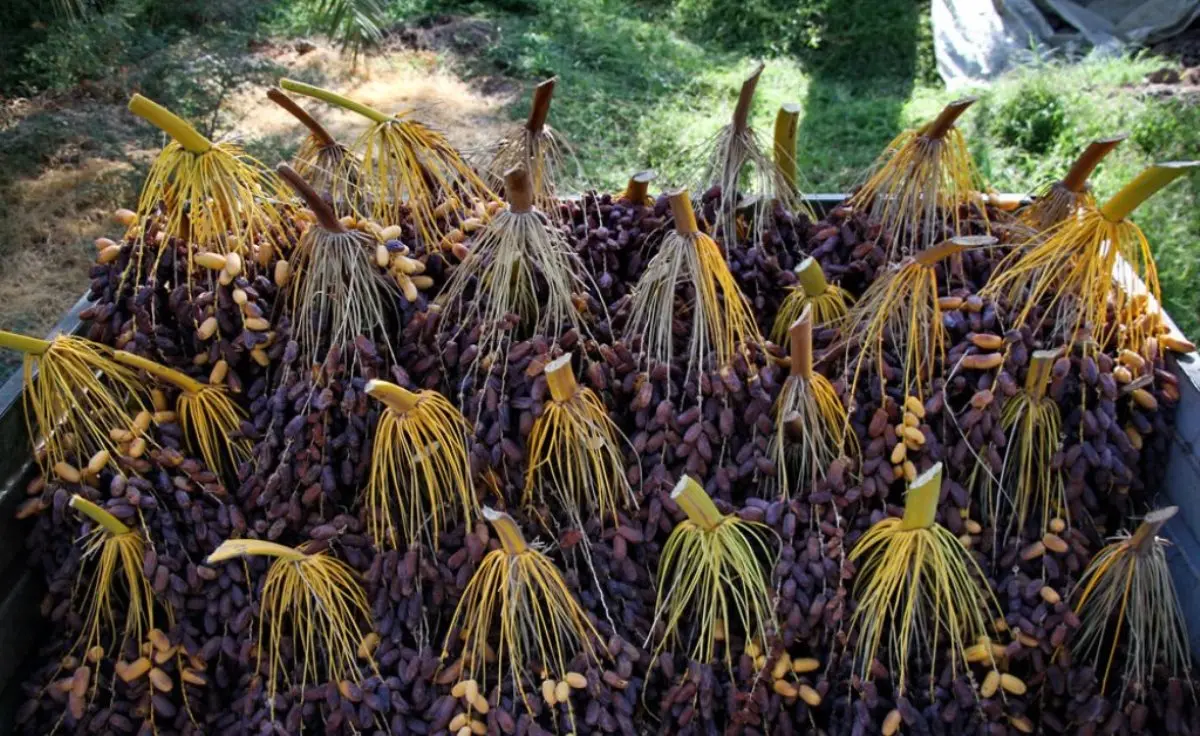 خرمای پیارم خرمای پیارم