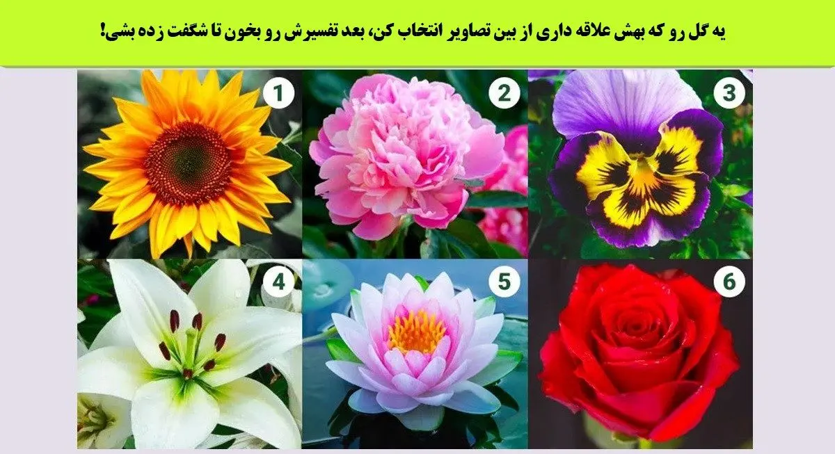 یک گل و انتخاب کن تا بگم چه تاثیر خوبی رو جنس مخالفت داری | تست شخصیت شناسی یک گل و انتخاب کن تا بگم چه تاثیر خوبی رو جنس مخالفت داری | تست شخصیت شناسی