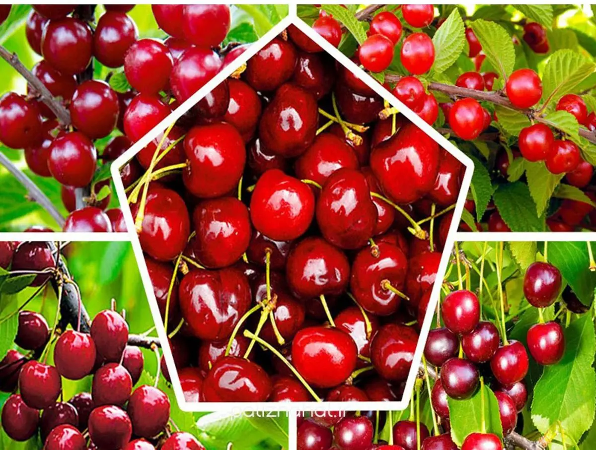 رازهای تغذیه؛ مواد مغذی برای رشد بهتر نهال گیلاس رازهای تغذیه؛ مواد مغذی برای رشد بهتر نهال گیلاس
