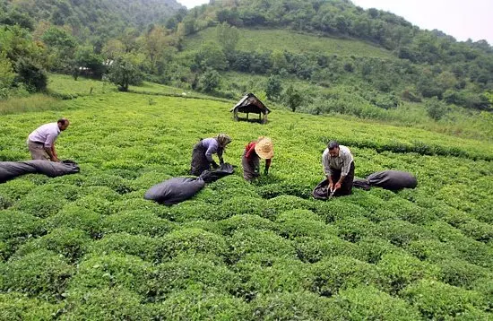 ببینید خوردن چای با توت و خرما در چه حد ضرر دارد!!! چای