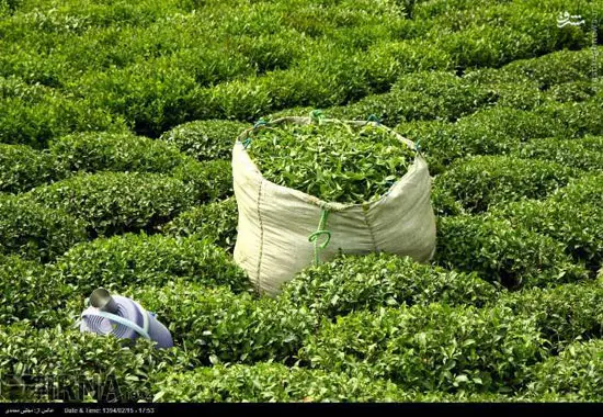 ببینید خوردن چای با توت و خرما در چه حد ضرر دارد!!! چای
