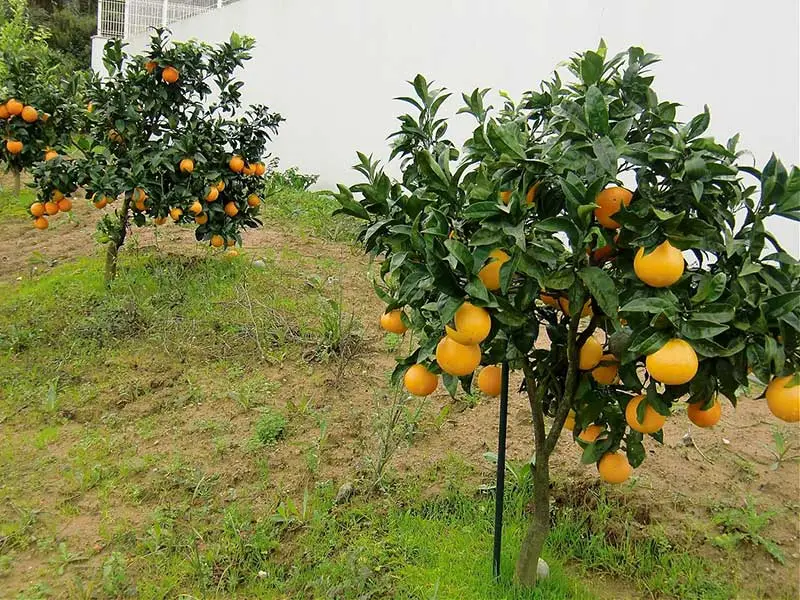 میوه
