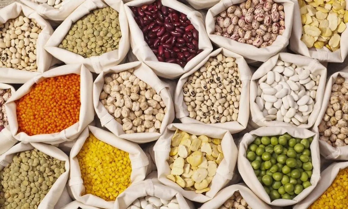 این قسمت در جست و جوی پروتئین میان حبوبات | فقط گوشت و مرغ پروتئینی نیست حبوبات هم .. حبوبات