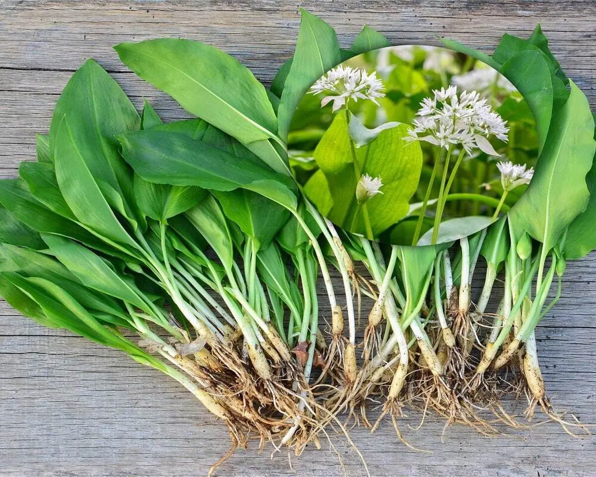 سیر وحشی معدن منیزیم و گیاهی موجود در طبیعت | سیر وحشی گیاهی سرشار از منیزیم است سیر وحشی