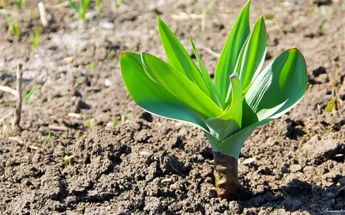 سیر وحشی معدن منیزیم و گیاهی موجود در طبیعت | سیر وحشی گیاهی سرشار از منیزیم است سیر وحشی