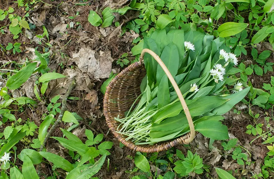 سیر وحشی معدن منیزیم و گیاهی موجود در طبیعت | سیر وحشی گیاهی سرشار از منیزیم است سیر وحشی