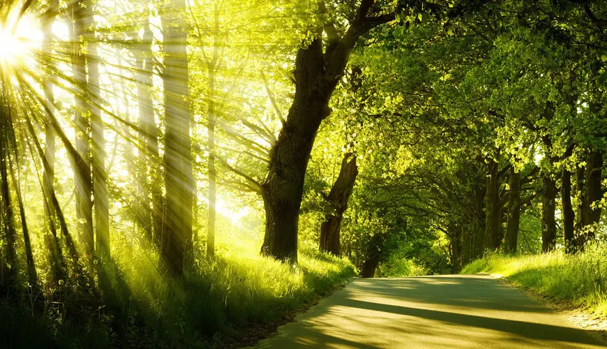 sunlight (1)