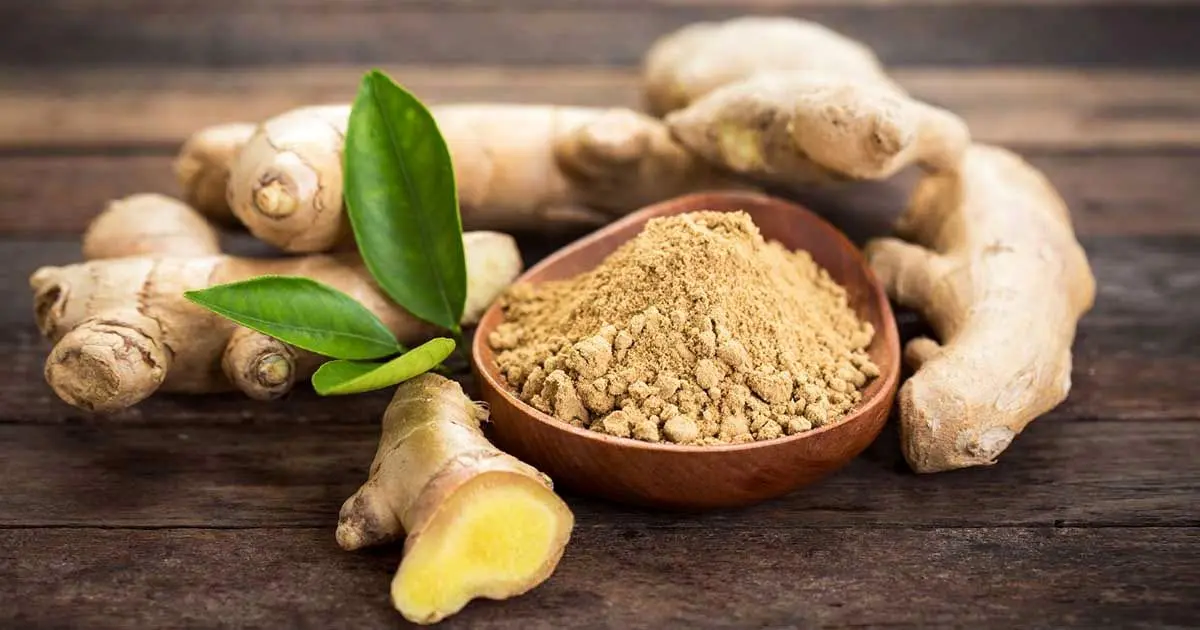 مصرف زنجبیل برای چه کسانی مفید است؟ | زنجبیل مسکنی طبیعی برای دل درد زنجبیل
