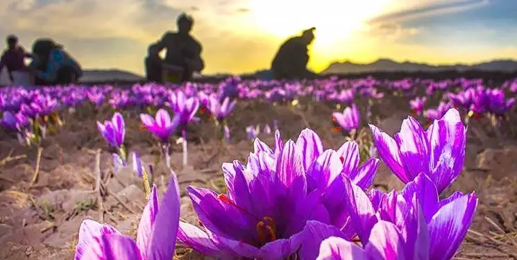 زعفران
