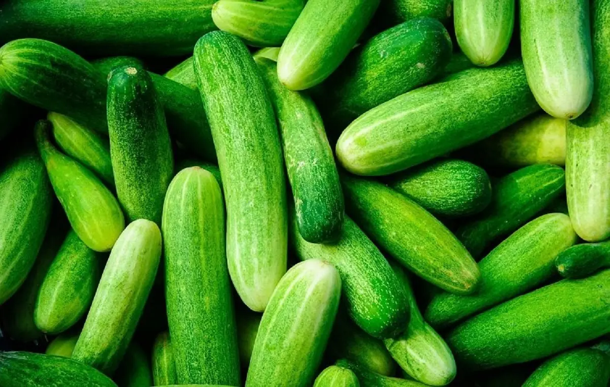 خیار و اینهمه خاصیت چطور ممکنه؟ | اگر دنبال زندگی سالم هستید خیار بخورید خیار