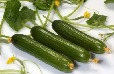 خیار و اینهمه خاصیت چطور ممکنه؟ | اگر دنبال زندگی سالم هستید خیار بخورید خیار