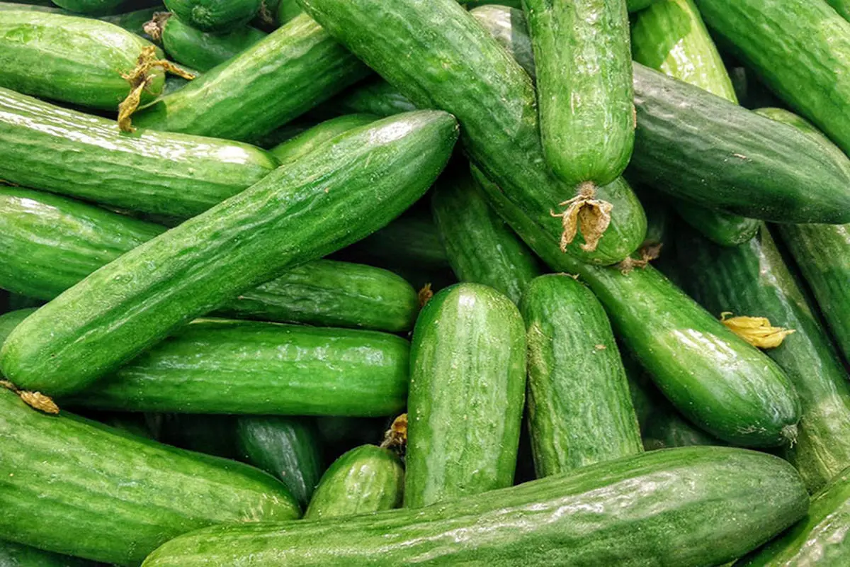 خیار و اینهمه خاصیت چطور ممکنه؟ | اگر دنبال زندگی سالم هستید خیار بخورید خیار