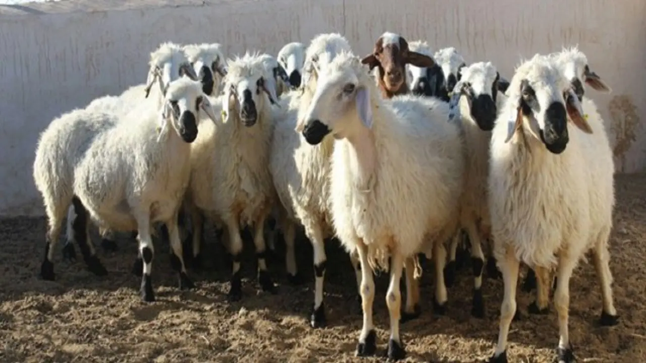 دام گوسفند