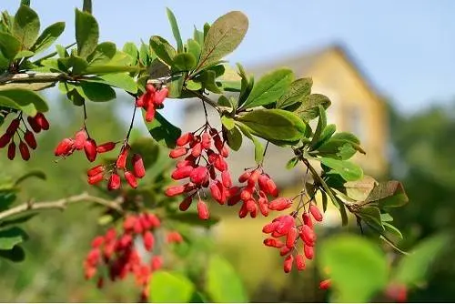 این میوه کوچک هم پاک کننده کبد است هم به جذب آهن کمک می کند! زرشک