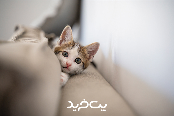 بچه گربه بالای مبل