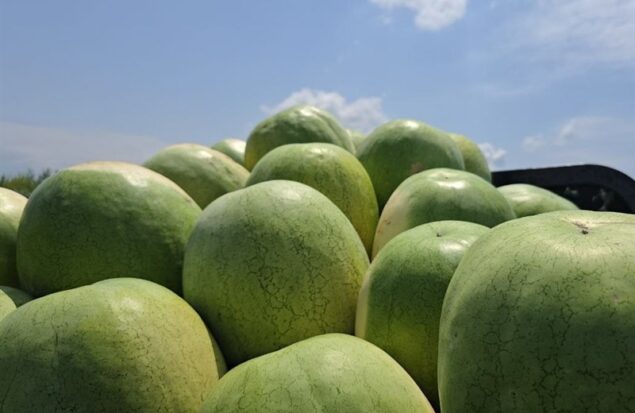 252 هزار تن هندوانه تازه برای تنظیم بازار شب یلدا عرضه میشود 252 هزار تن هندوانه تازه برای تنظیم بازار شب یلدا عرضه میشود