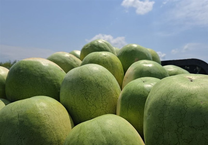 252 هزار تن هندوانه تازه برای تنظیم بازار شب یلدا عرضه میشود 252 هزار تن هندوانه تازه برای تنظیم بازار شب یلدا عرضه میشود