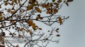 احمدی نژاد: هوای برخی مناطق استان ایلام به زیر صفر رسید احمدی نژاد: هوای برخی مناطق استان ایلام به زیر صفر رسید