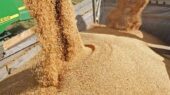 اختصاصی/ قیمت خرید تضمینی جو و ذرت 23 هزار تومان تعیین شد اختصاصی/ قیمت خرید تضمینی جو و ذرت 23 هزار تومان تعیین شد