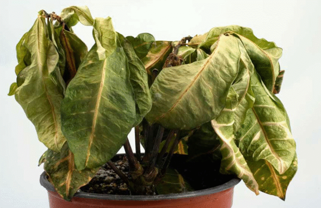 از پژمردگی تا خطر برای حیوانات/ چرا باید برخی گیاهان آپارتمانی را کنار گذاشت