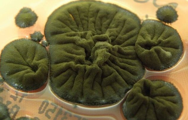 قارچ مرموز در تشعشعات هسته ای چرنوبیل زنده ماند