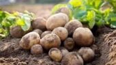 تولید سیب‌زمینی مقاوم به ویروس‌ها با انرژی هسته ای