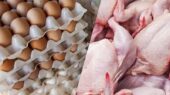 جزئیات کاهش قیمت مرغ، تخم مرغ و گوشت قرمز در بازار