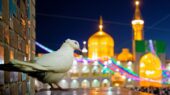 جنگهای شناختی در کلام و سیره امام رضا(ع) بررسی می شود جنگهای شناختی در کلام و سیره امام رضا(ع) بررسی می شود