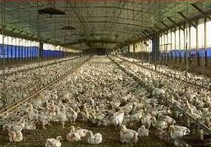 آغاز ارائه تسهیلات نقدی به تولیدکنندگان دام و طیور خرد از امروز آغاز ارائه تسهیلات نقدی به تولیدکنندگان دام و طیور خرد از امروز