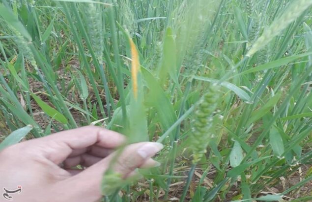هشدار درباره احتمال بروز زنگ زرد گندم