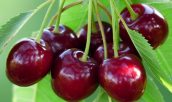 خواص گیلاس از نگاه طب سنتی