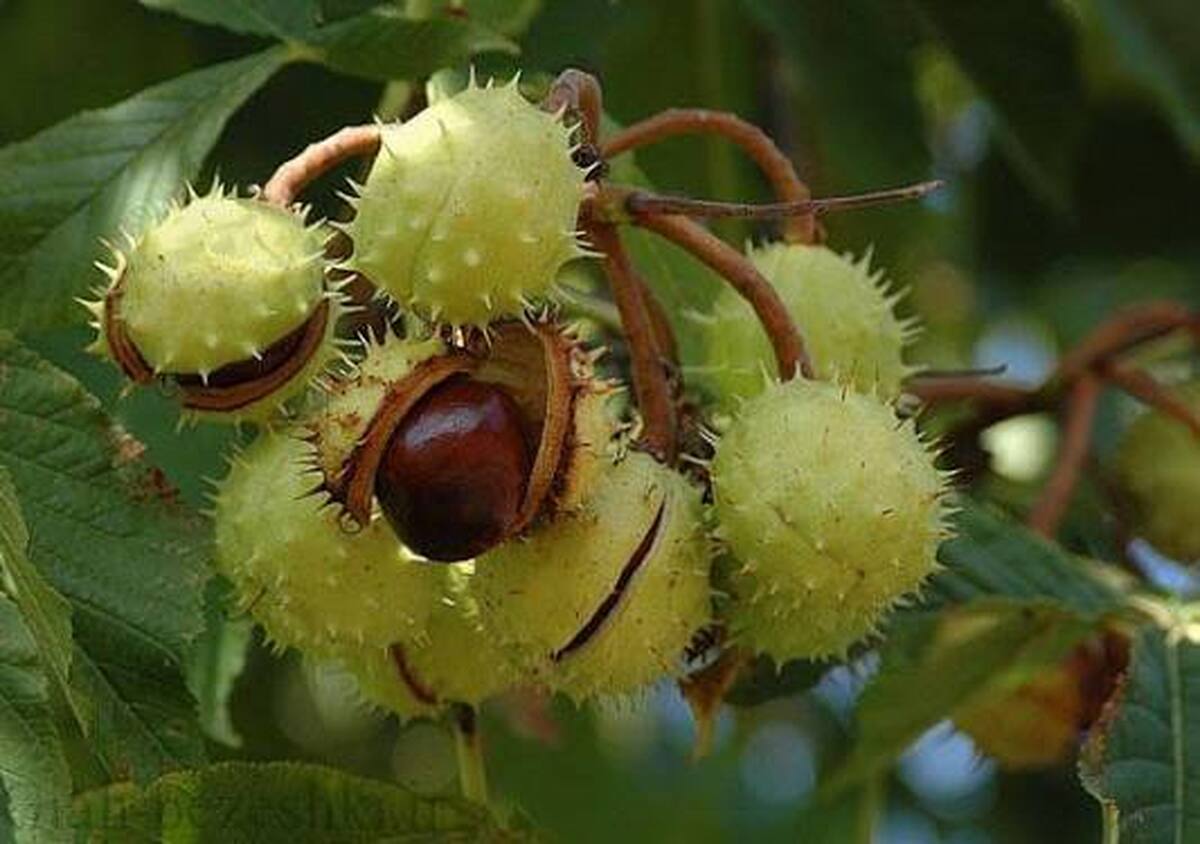 وقتی درخت شاه‌بلوط ظهور و سقوط امپراطوری روم را به تصویر می‌کشد!