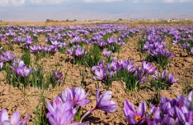 رکورد تازه در بورس کالا / ۱۴۵ میلیارد تومان زعفران معامله شد رکورد تازه در بورس کالا / ۱۴۵ میلیارد تومان زعفران معامله شد