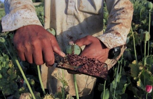 کشت شقایق الیفرا تصویب شده است کشت شقایق الیفرا تصویب شده است