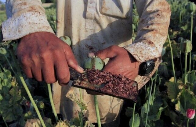 کشت شقایق الیفرا تصویب شده است
